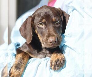 Doberman Pinscher-Unknown Mix Dogs for adoption in San Antonio, TX, USA