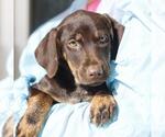 Small Doberman Pinscher Mix