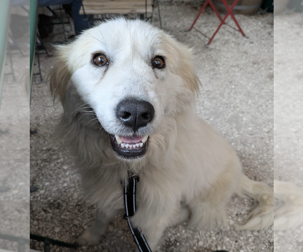 Medium Photo #2 Great Pyrenees-Unknown Mix Puppy For Sale in Brooklyn, NY, USA
