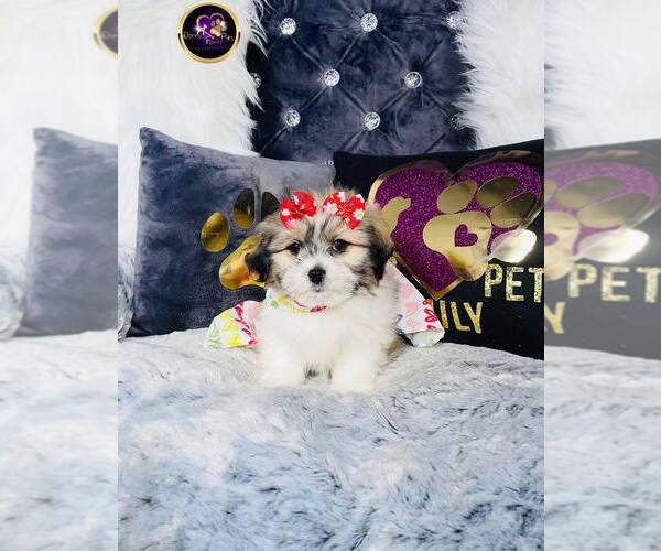 Medium Photo #8 Zuchon Puppy For Sale in GRIFFITH, IN, USA