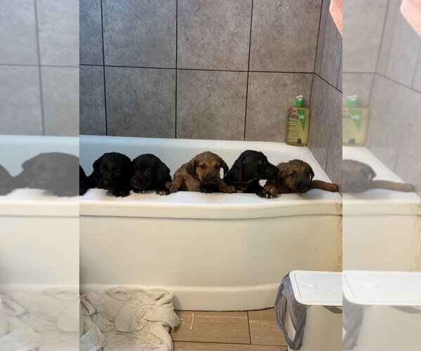Medium Photo #3 Australian Shepherd-Black Mouth Cur Mix Puppy For Sale in Salt Lake City, UT, USA