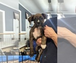 Puppy Ethan Red Boxer