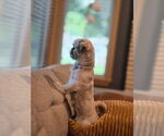 Small #3 Shih Tzu