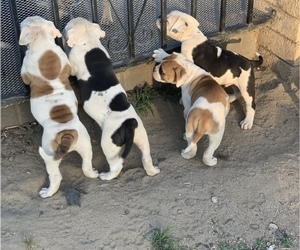 American Bulldog Puppy for Sale in HIGHLAND, California USA