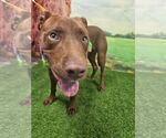 Small #2 Labrador Retriever Mix