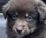 Small Photo #2 Australian Shepherd Puppy For Sale in MORROW, OH, USA