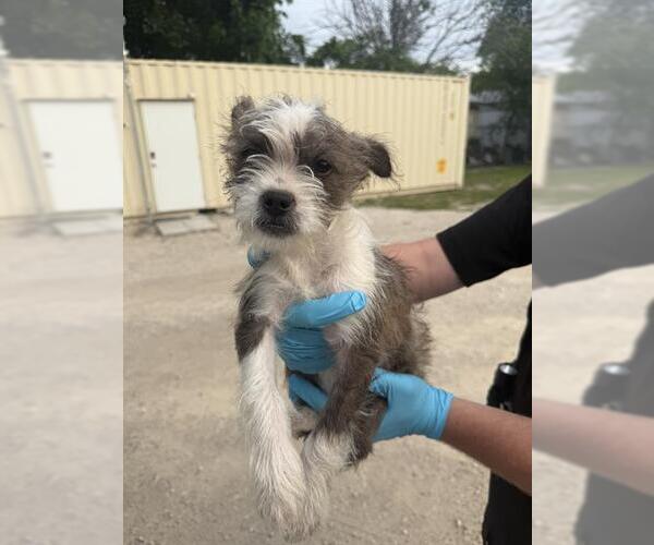 Medium Photo #1 Mutt Puppy For Sale in San Antonio, TX, USA