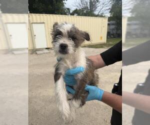 Mutt Dogs for adoption in San Antonio, TX, USA