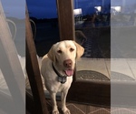 Small Photo #1 Labrador Retriever Puppy For Sale in REIDSVILLE, GA, USA
