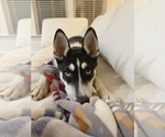 Small #3 Siberian Husky Mix