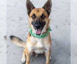 Rondo - Male Mutt Dog for Adoption - Photo #6