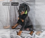 Small #7 Doberman Pinscher
