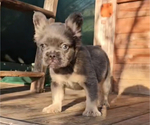 Small #4 French Bulldog