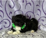 Small Photo #2 Havanese-Poodle (Toy) Mix Puppy For Sale in LANCASTER, PA, USA