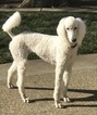 Small Photo #1 Goldendoodle-Poodle (Standard) Mix Puppy For Sale in CORNING, CA, USA
