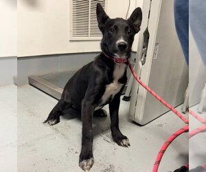 Siberian Husky Dogs for adoption in Lawrenceville, NJ, USA