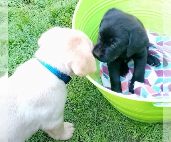 Medium Photo #10 Labrador Retriever Puppy For Sale in IONE, CA, USA