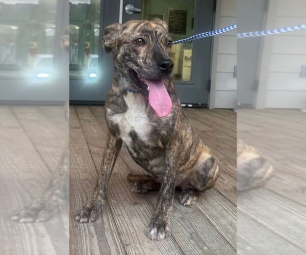 Medium Photo #1 Plott Hound-Unknown Mix Puppy For Sale in Minneapolis, MN, USA