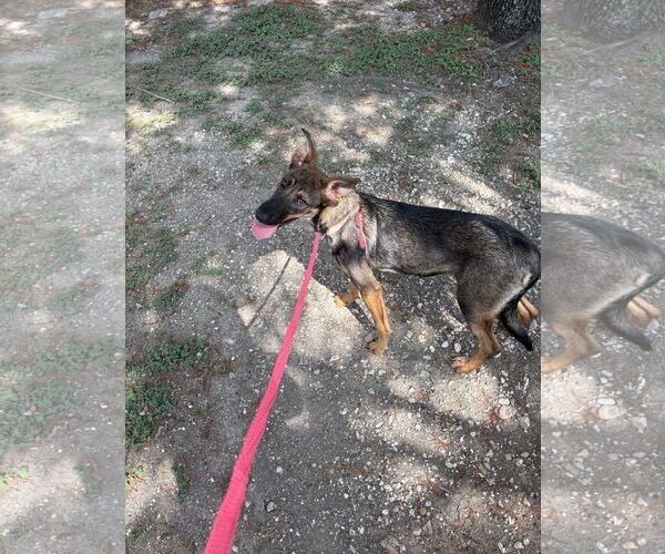 Medium Photo #3 German Shepherd Dog Puppy For Sale in Rowlett, TX, USA