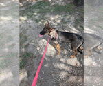 Small #2 German Shepherd Dog