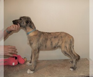 Irish Wolfhound Puppy for sale in BRADEN RIVER, FL, USA