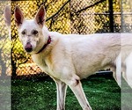 Small #8 German Shepherd Dog