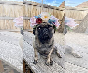 Buggs Dogs for adoption in Sandy, UT, USA