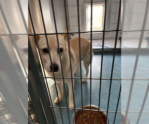 Golden Retriever-Unknown Mix Dogs for adoption in Pearland, TX, USA