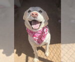 Small #3 Labrador Retriever Mix