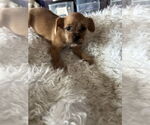 Small #1 Brussels Griffon Mix