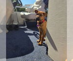 Small #3 Mutt