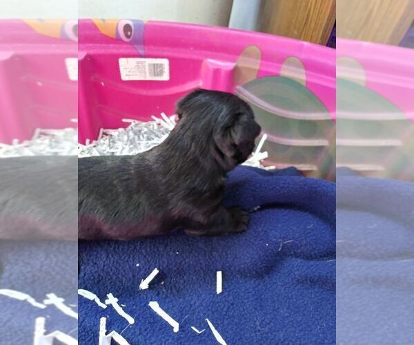 Medium Photo #6 Scottish Terrier Puppy For Sale in WHITEWOOD, SD, USA