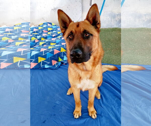 Medium Photo #3 German Shepherd Dog Puppy For Sale in Apple Valley, CA, USA