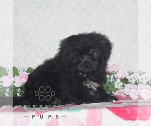 Zuchon Puppy for sale in RISING SUN, MD, USA