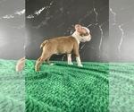 Puppy Merry AKC Boston Terrier