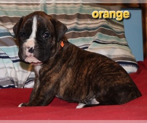 Boxer Puppy for sale in HOPKINS, MI, USA