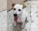 Small Labrador Retriever Mix