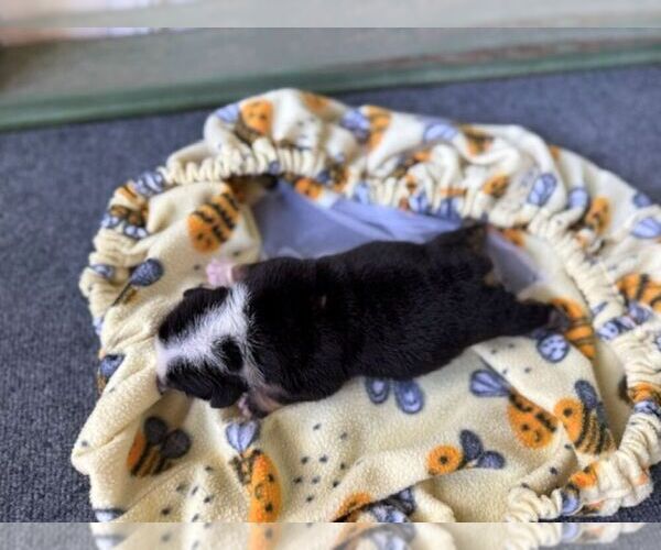 Medium Photo #3 Bulldog Puppy For Sale in OOLOGAH, OK, USA