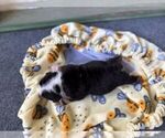 Small #2 Bulldog