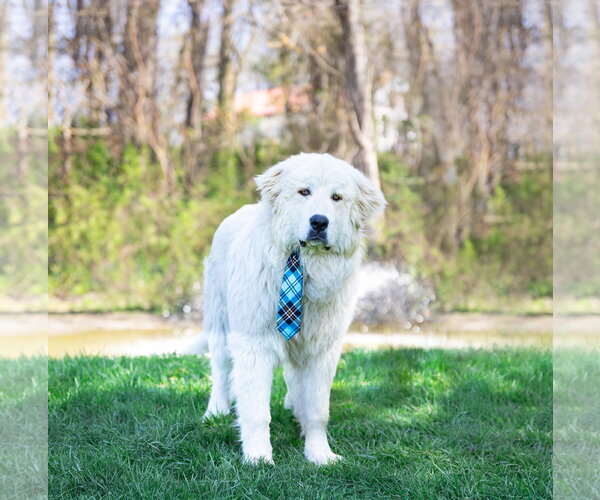 Medium Photo #6 Great Pyrenees Puppy For Sale in Unionville, PA, USA