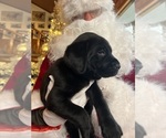 Small Photo #12 Labrador Retriever Puppy For Sale in NEOLA, WV, USA