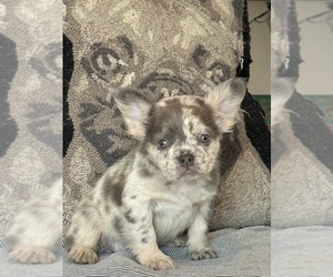 French Bulldog Puppy for sale in LAS VEGAS, NV, USA