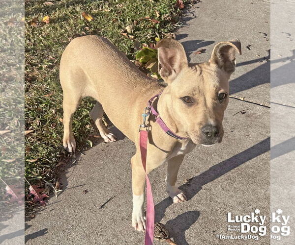 Medium Photo #5 Mutt Puppy For Sale in Washington, DC, USA