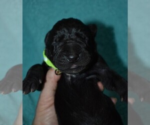 Great Dane Puppy for sale in ALVARADO, TX, USA