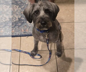 Ollie - Male Mutt Dog for Adoption - Photo #2