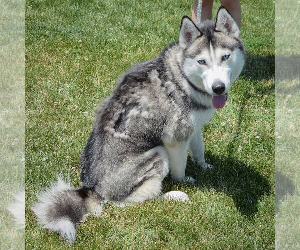 Medium Photo #5 - Mix Puppy For Sale in Huntley, IL, USA