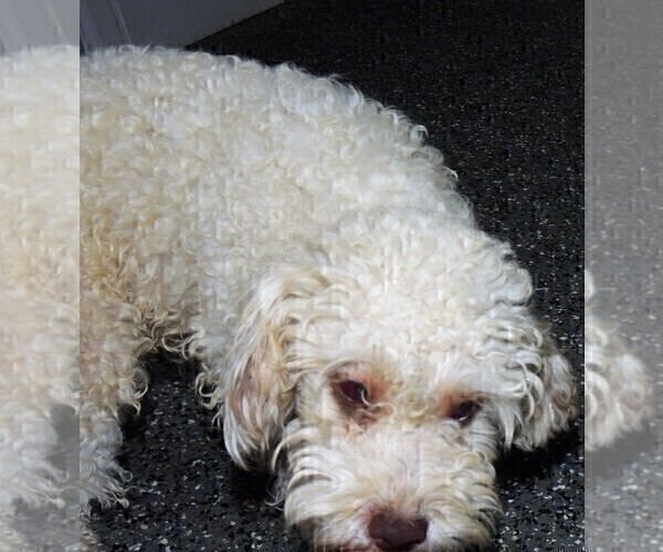 Medium Photo #1 Cavapoo Puppy For Sale in CARLISLE, KY, USA