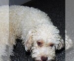 Small Photo #1 Cavapoo Puppy For Sale in CARLISLE, KY, USA