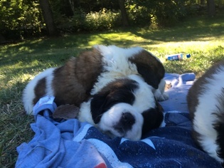 Saint Bernard Puppy for sale in DERRY, NH, USA