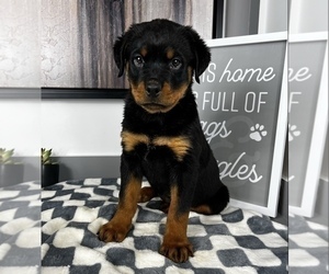 Rottweiler Puppy for sale in FRANKLIN, IN, USA